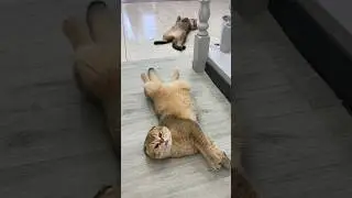 Голодный кот под Новый год