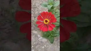 Flowers diversity🌺 #flowers #nature #plants