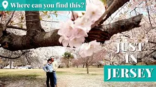 Behold the extraordinary beauty of 5,000-plus cherry blossoms at N.J.'s Branch Brook Park
