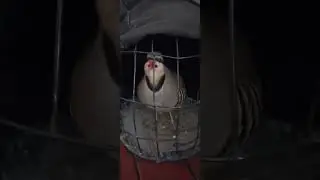 кабки Гарм Kekliik 