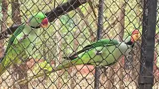 Beautiful Love birds 🥰 in zoo park