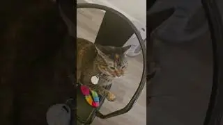 103 seconds of me being a cat person