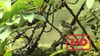 Documentary Birds PERU A True Paradise Of Birds Southern Route HQ