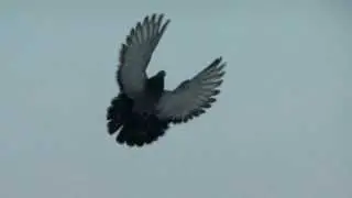 Николаевские торцовые голуби 2017. Nikolaev pigeons. Ukrainian Skycutters