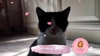 💓 Сегодня месяц, как спинальник Тедди 🐱 в новой семье. Немного стал приходить сам за лаской 🌱