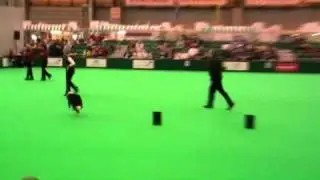 Brigitte en Twizzle Obedience Crufts 2011
