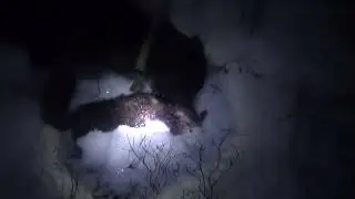 Сезон 2023  Ходовая охота на соболя
