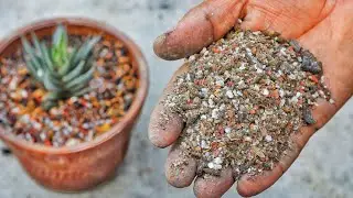 That's How I make Succulent & Cactus Media! -Easy Cactus Media for Gardener.
