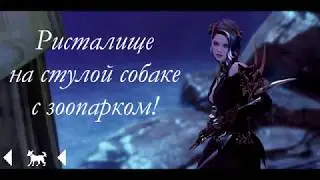 Demonic / summoner | PVP