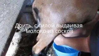 Как доить козу, поэтапное видео