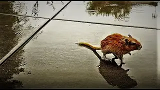 Gerbil Walking under the Rain