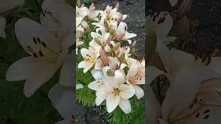 Лилии 30 июня 2024 г. #цветы #лето #garden #shorts