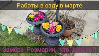 Работы в саду в марте, замерз розмарин, улучшение почвы, мои грядки | Жизнь в Германии