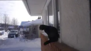 КОТ РУГАЕТСЯ НА СОСЕДА / НАШИХ БЬЮТ