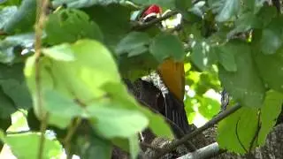 Golden Backed Woodpecker 2