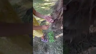 Чем бы дитя не тешилась… #сочи #пальма #косичка #детскаярадость