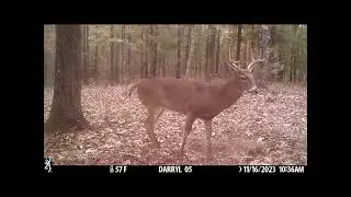 8 point, pretty as a picture