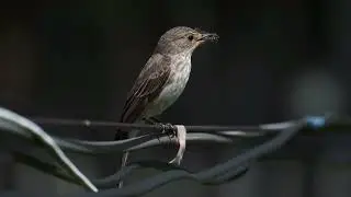 Серая мухоловка