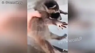 Коты, собаки и другие звери в весёлых сюжетах