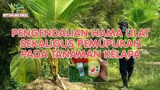 PENGENDALIAN HAMA ULAT SEKALIGUS PEMUPUKAN PADA TANAMAN KELAPA