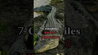 Top 10 Most💥 Dangerous Animals🦁।। In The World🌍 #shorts #animals