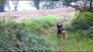 Z'avez perdu un chien ? Lui cherche son maître