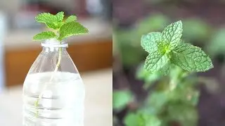 How to Grow Mint from Cutting | Root and Propagate Mint in Water