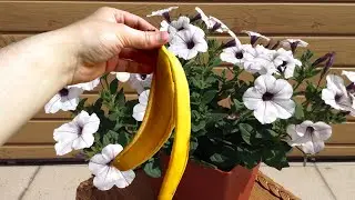 От Чайной Ложки Этого Все Цветы Бросаются В Пышное Цветение!
