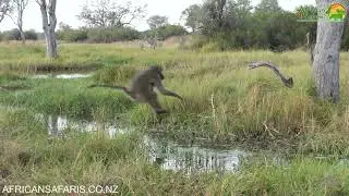Baboons jumping water in Okavango Delta, Botswana