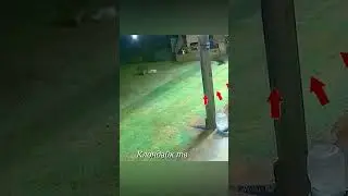 Кошки в битве с собаками и койотами #animals #animalsvideo