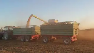 Szója aratása Dusnokon