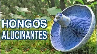 Hongos Increíbles que te dejarán...
