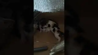 Кавказская овчарка и маленькие котята #animal #собака #animaldog #животные #dog #doglover