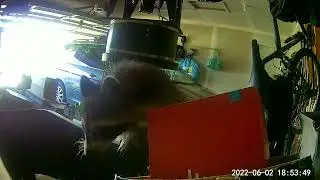 raccoon explores garage garbage can