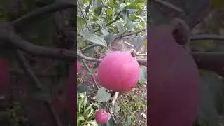 Экранное