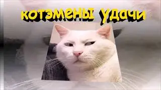 Котэмены Удачи