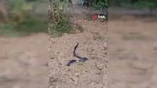 Yılanların dansı görüntülendi