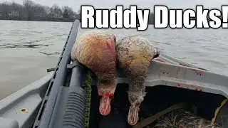 Kayak Diver Duck Hunting on the Susquehanna Flats. (RUDDY DUCKS!)