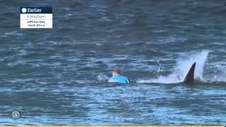 Shark Attack! SLOW MOTION