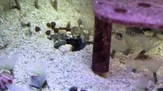 Male Red Headed Jawfish