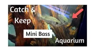 Catch n Keep? - Mini Pet Bass For Aquarium!