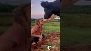 любовь зла...