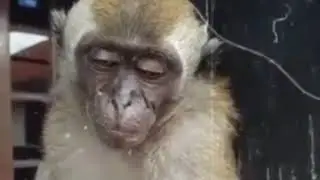 Monyetnya lagi galau