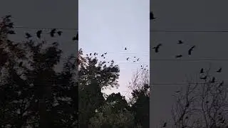 The birds