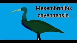 dibujo de un mesembrinibis para el concurso de threskiornis
