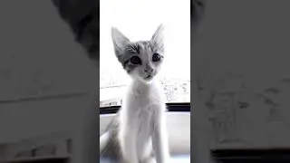 #ачёйтовытутделаете #котикитакиекотики #котики #кошечки #добропожаловатьилипостороннимвходвоспрещен