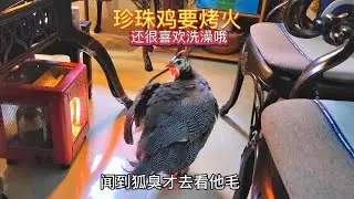 四川带回来的珍珠鸡，跟它洗澡还会自己烤火，太乖了舍不得杀了哦