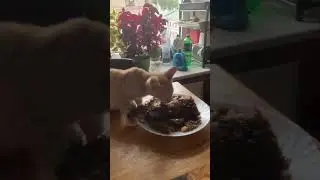 Мама, Масяня и запеканка 😅😁