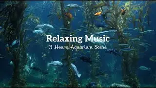 3 HOURS of Relaxing Aquarium Fish, Coral Reef Fish Tank & Relax Music【Sleeping & Reading】