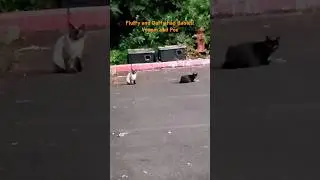 #feeding #cats #kittens #foryou #animals #viralvideo #fyp #catlover #fy #kitten #cat #kitty #family